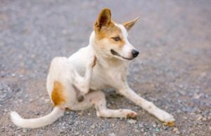 Dog scratching from seasonal allergies examined by Autumn Trails Veterinary Center in Charlottesville