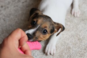 dog chewing dental toy for healthy teeth at Autumn Trails Veterinary Center Charlottesville VA - Best Dental Toys for Dogs