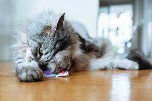 cat playing with dental chew toy for oral health and plaque control
