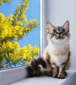 veterinarian examining dog for seasonal spring health risks in Charlottesville Virginia