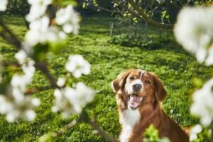spring pet safety checkup for dogs and cats in Charlottesville at Autumn Trails Veterinary Center
