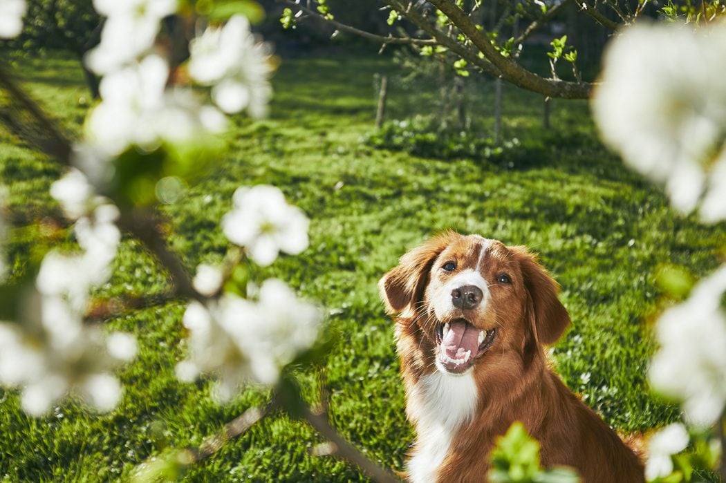 spring pet safety checkup for dogs and cats in Charlottesville at Autumn Trails Veterinary Center