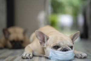 signs of pet dental disease in dogs Charlottesville VA
