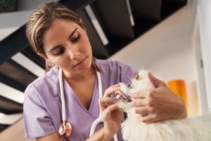 veterinarian checking dog teeth Charlottesville VA dental exam