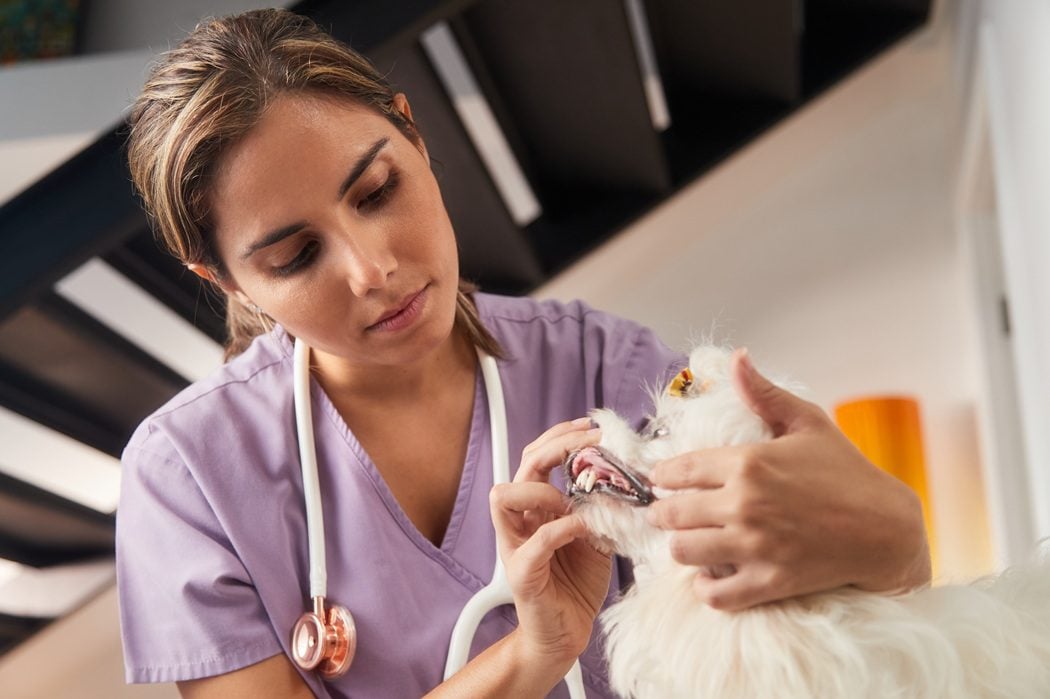 veterinarian checking dog teeth Charlottesville VA dental exam