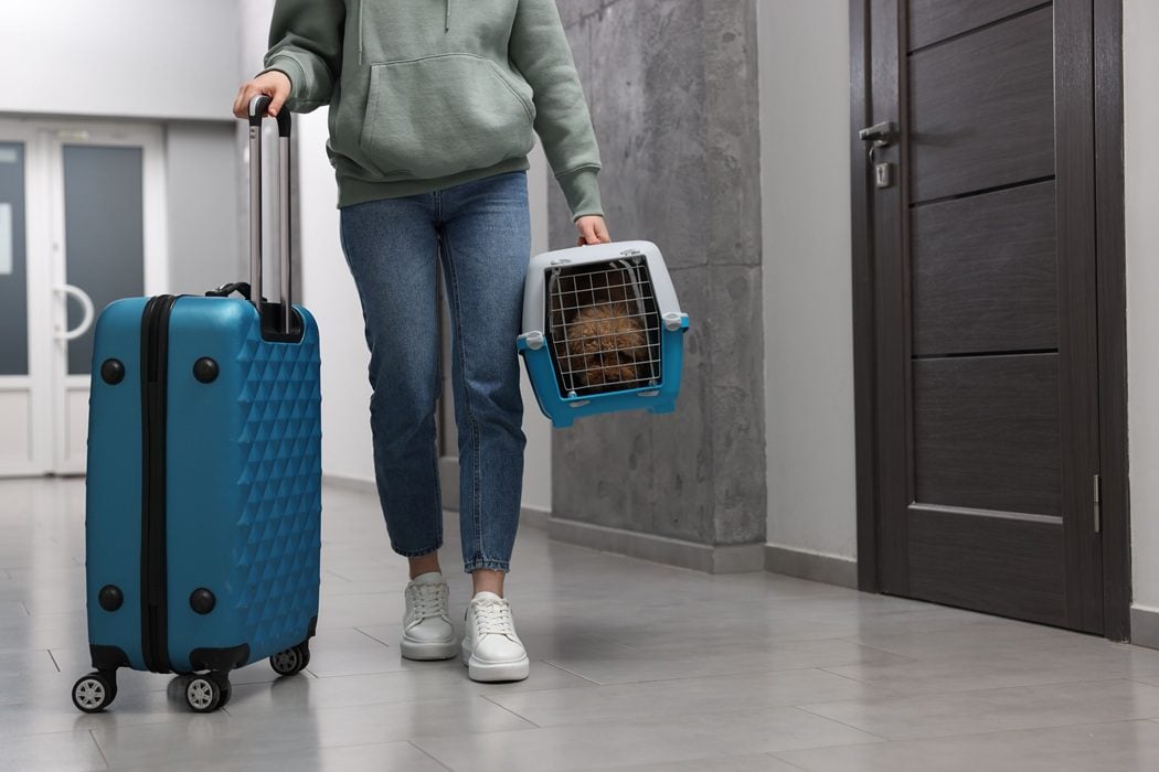 Dog sitting in suitcase before travel in Charlottesville, VA | Autumn Trails Veterinary Center pet boarding guide