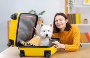 Charlottesville pet owner preparing for travel with dog carrier - boarding your pet during travel