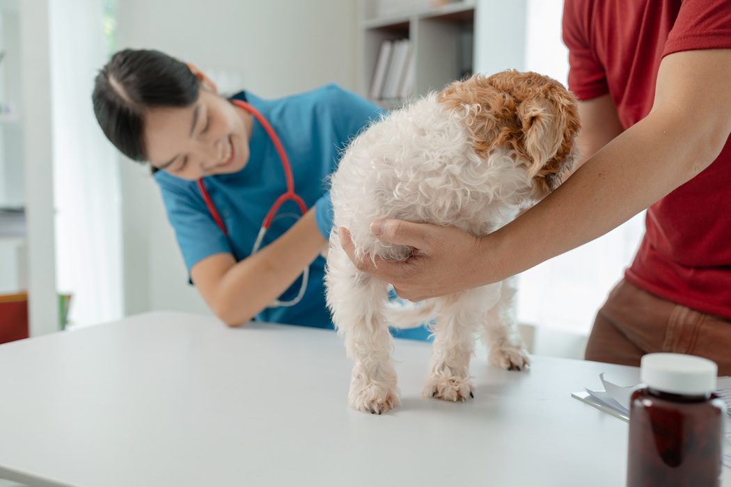 Veterinarian examining a dog for ticks and fleas during summer in Charlottesville, VA