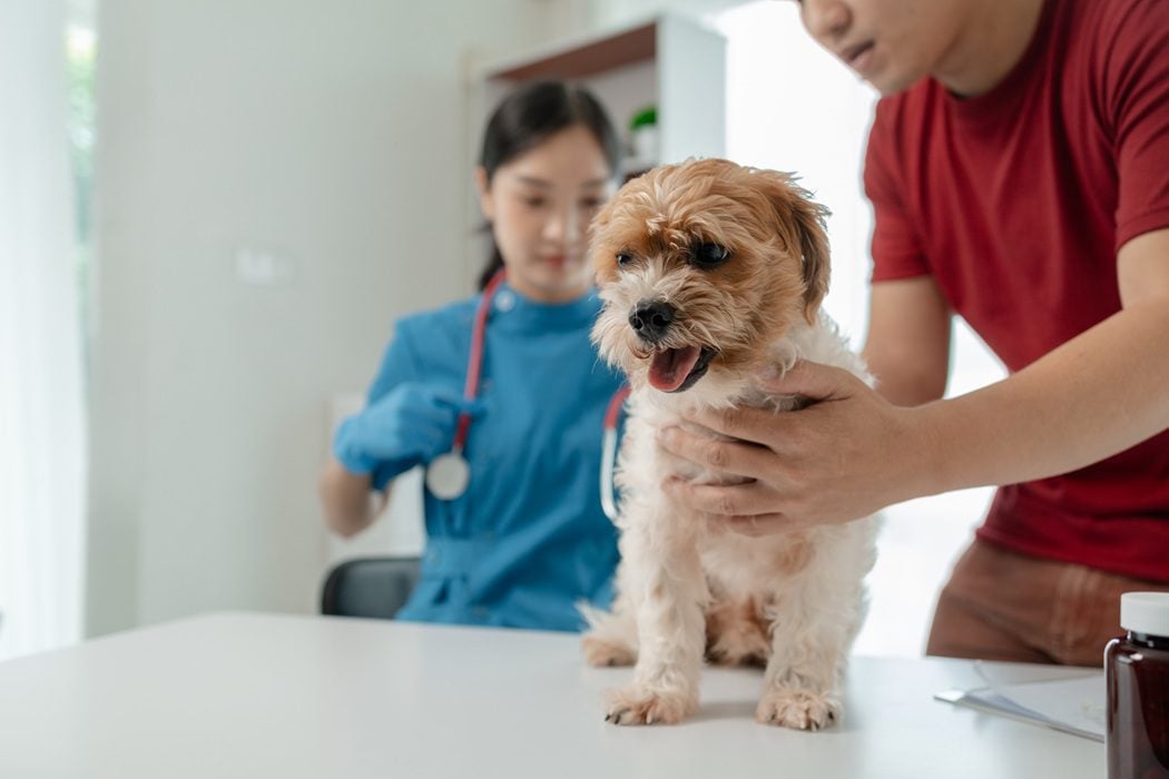 Autumn Trails Veterinary Center educating Charlottesville pet owners about contagious pet diseases
