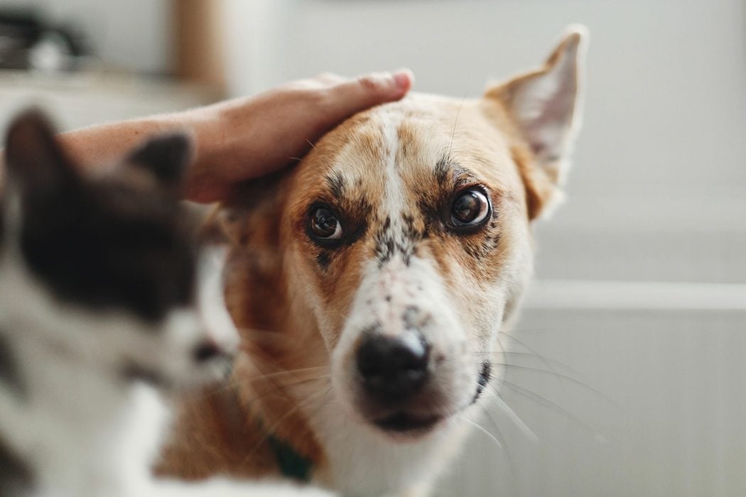 Veterinarian at Autumn Trails Veterinary Center examining a pet for contagious illnesses in Charlottesville