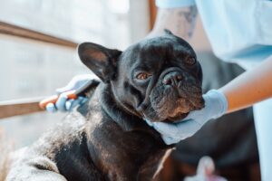 Charlottesville pet health tips from Autumn Trails Veterinary Center on preventing contagious diseases