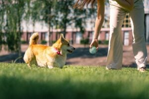 Autumn Trails Veterinary Center supervised pet boarding and socialization