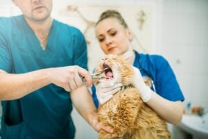 Cat receiving a dental examination at a veterinary clinic in Charlottesville VA - Cat Has a Broken Tooth