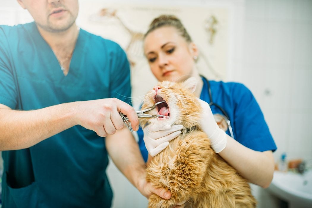 Cat receiving a dental examination at a veterinary clinic in Charlottesville VA - Cat Has a Broken Tooth