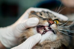 Veterinarian treating a cat with a broken tooth in Charlottesville Virginia