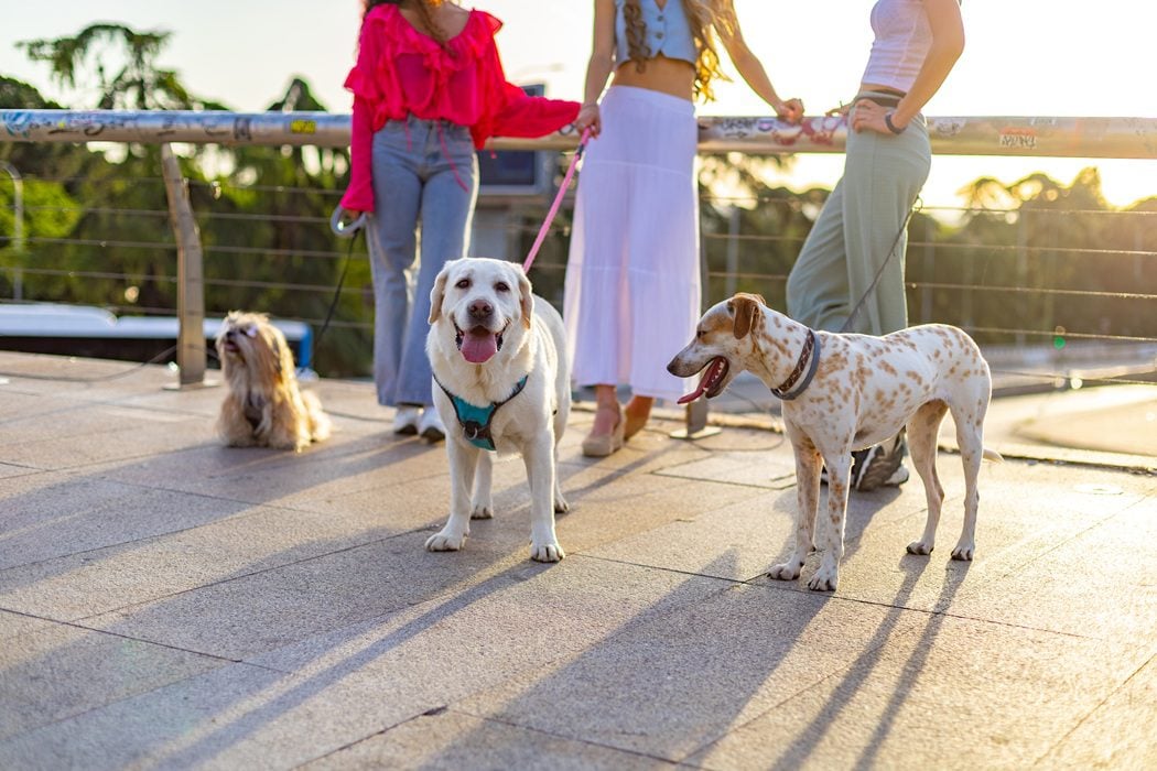 dog boarding and socialization