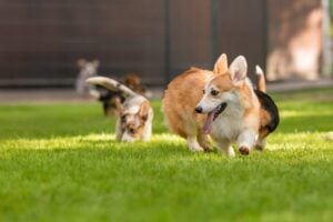 Autumn Trails Veterinary Center dog boarding helping improve social skills