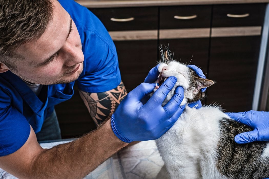 Professional feline dental care at Autumn Trails Veterinary Center in Charlottesville VA