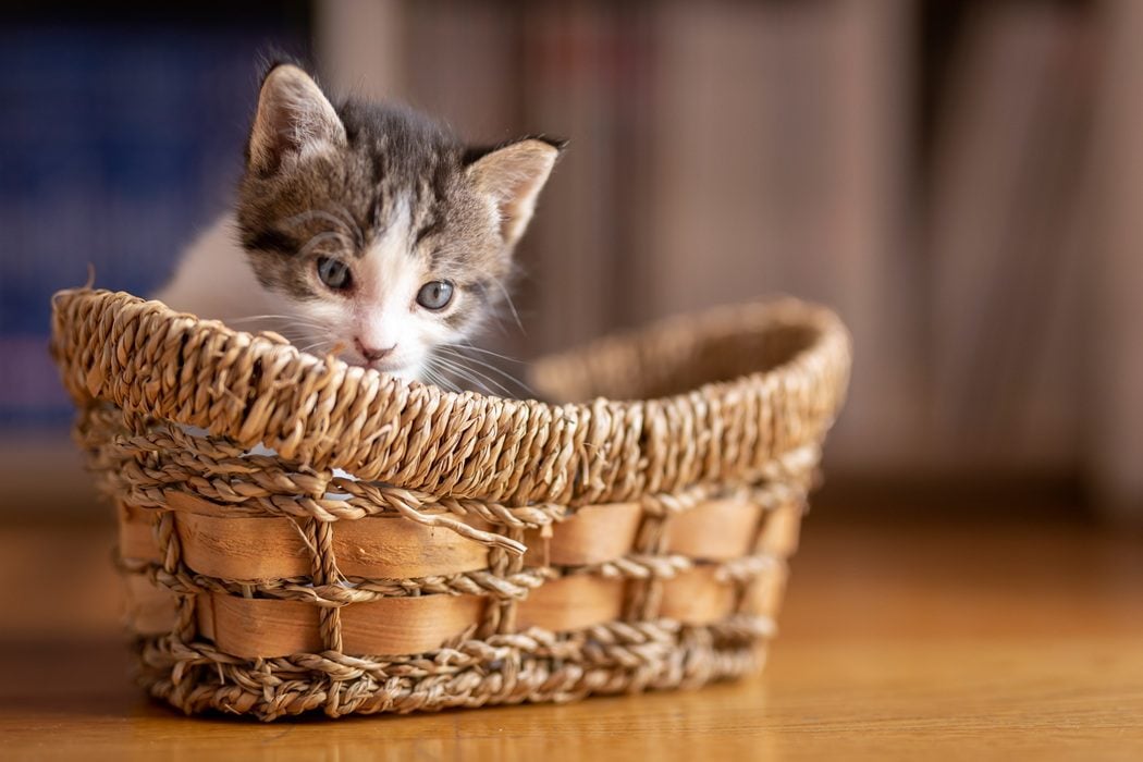 Kitten care tips for new pet owners in Charlottesville, VA