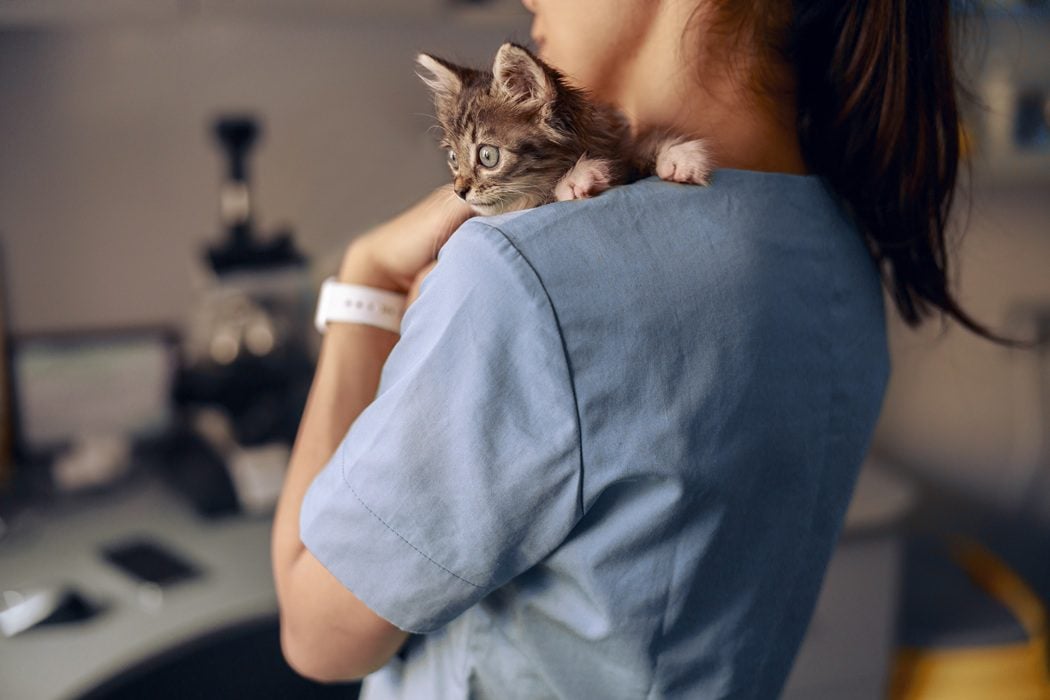 Bringing home a kitten in Charlottesville, VA - Kitten's First Veterinary Visit