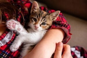 Complete kitten care guide for Charlottesville pet owners