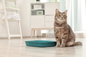 Cat sitting in a litter box, a possible sign of a urinary blockage - Urinary Blockage in Cats