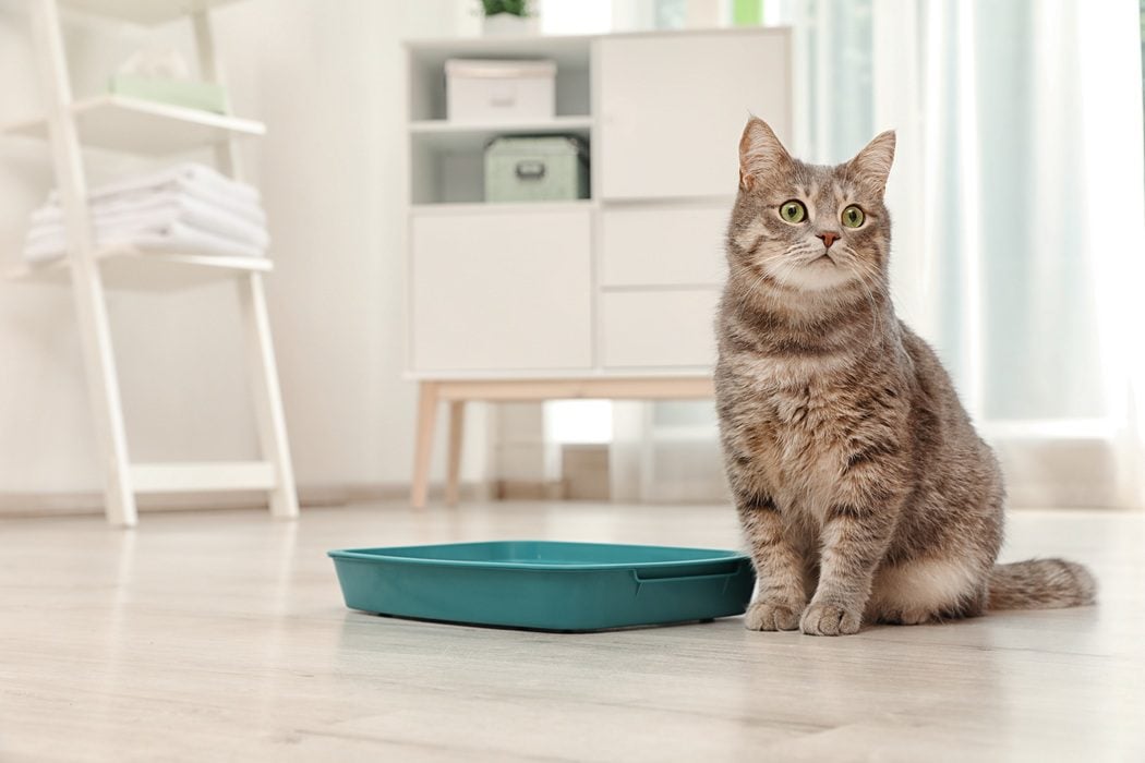 Cat sitting in a litter box, a possible sign of a urinary blockage - Urinary Blockage in Cats