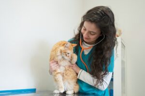 eterinarian gently examining a cat on an exam table